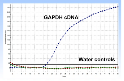 gapdh reference gene real-time pcr idds probe qpcr