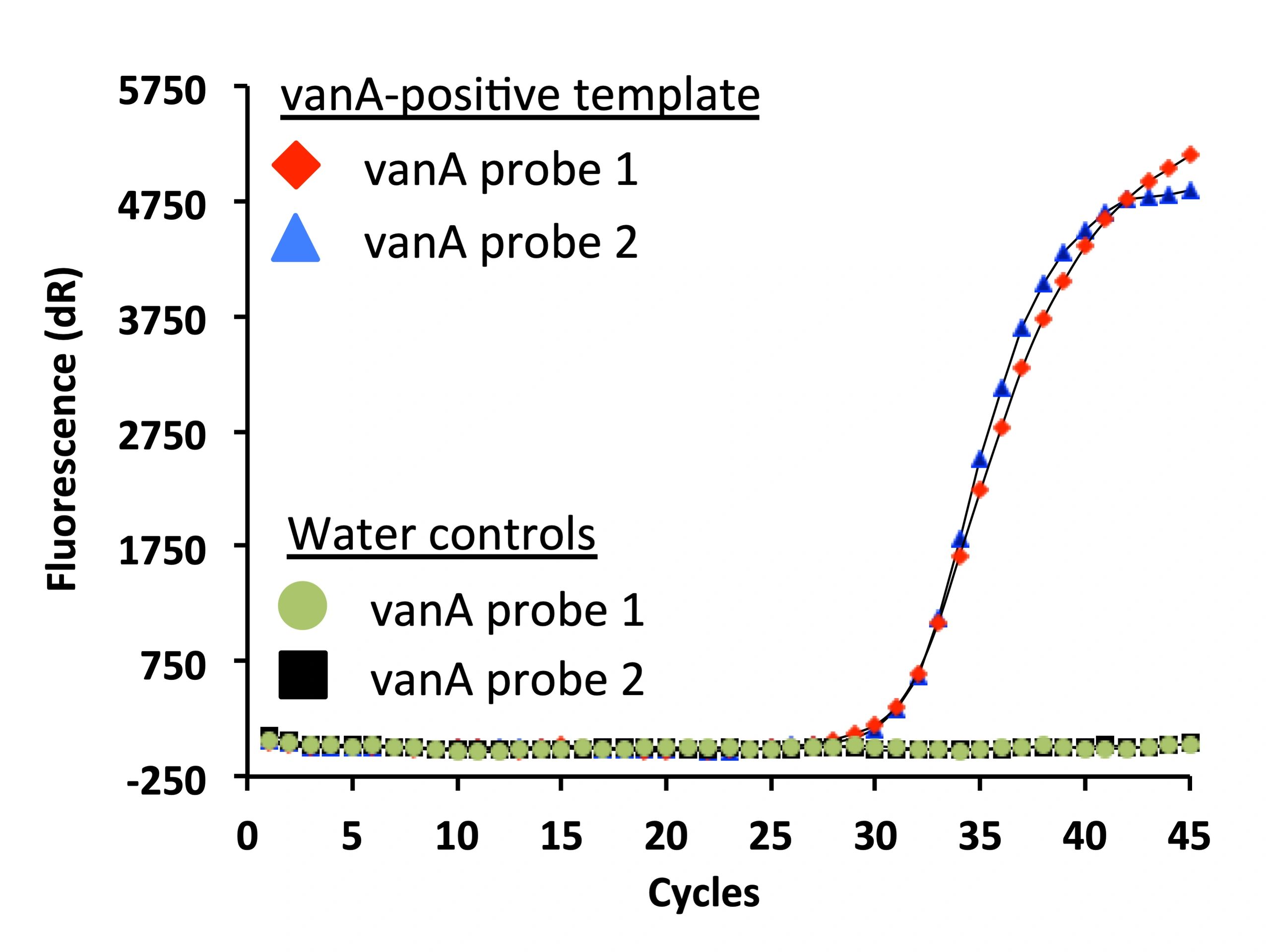 Vancomycin A-resistant enterococcus