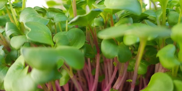 Microgreens de Rábano | Veggylings