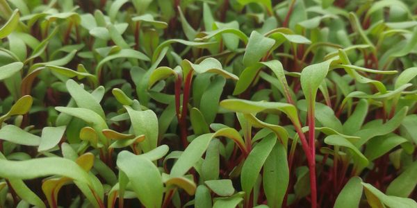 Microgreens de Betabel | Veggylings