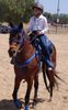 Molly - Peruvian Paso Pony mare
14.1hh bay