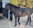 Coco - Welsh Pony mare
14.0hh Gruella