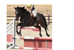 Taylor Swift (aka Beebee) - JC OTTB mare.
15.3 hh dark bay