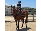 Luke - JC OTTB gelding
17.1hh bay