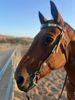 Chexi - AQHA mare. 
15.1hh bay.