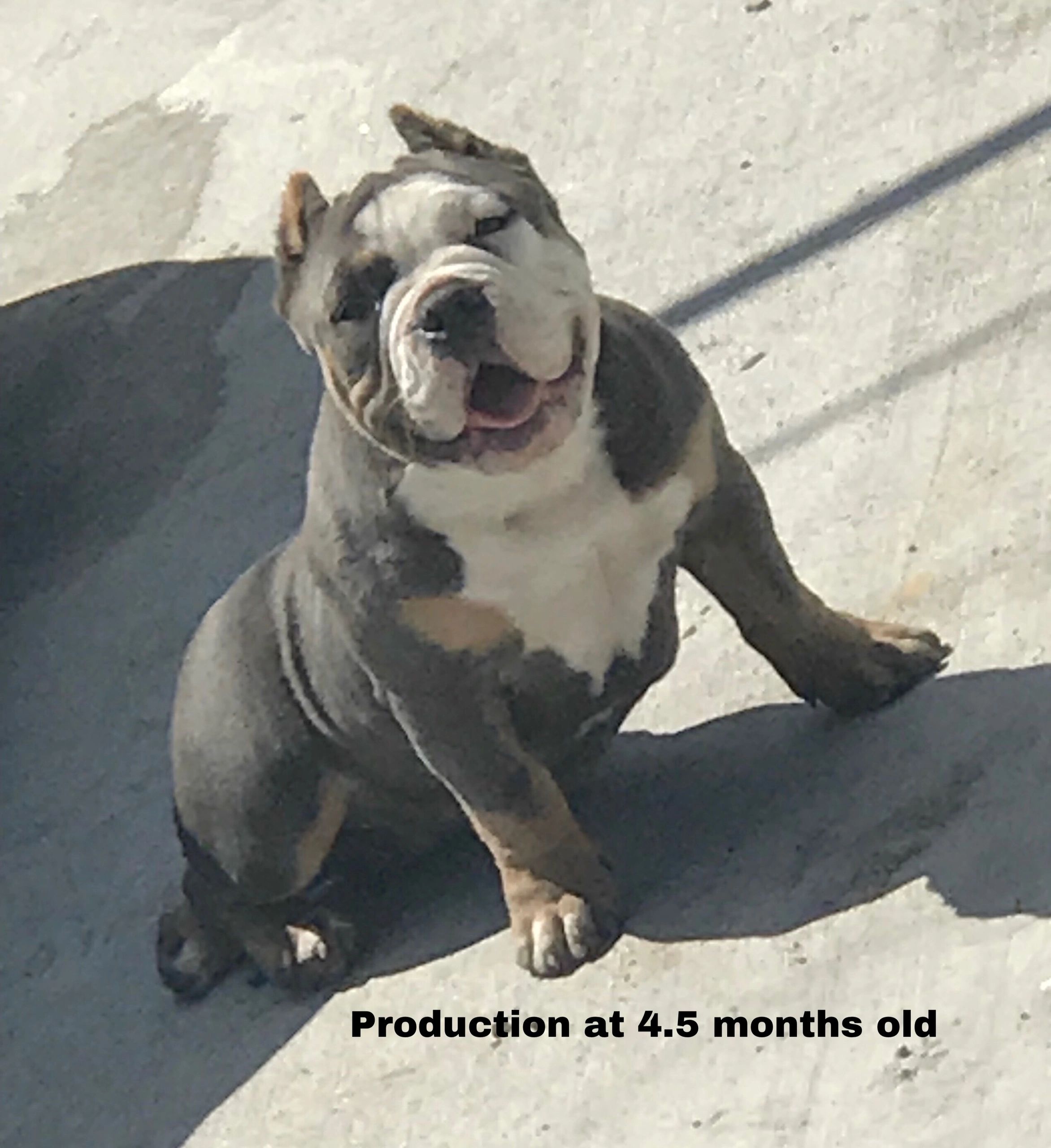 micro bully for sale