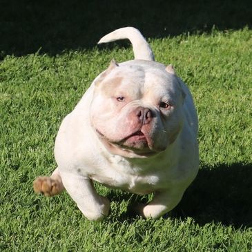 X'clusive Pocket BULLY Kennel