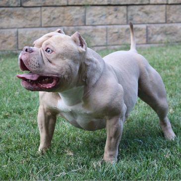 Lilac Tri Color Pocket Bully, American Pocket Bully Breeders