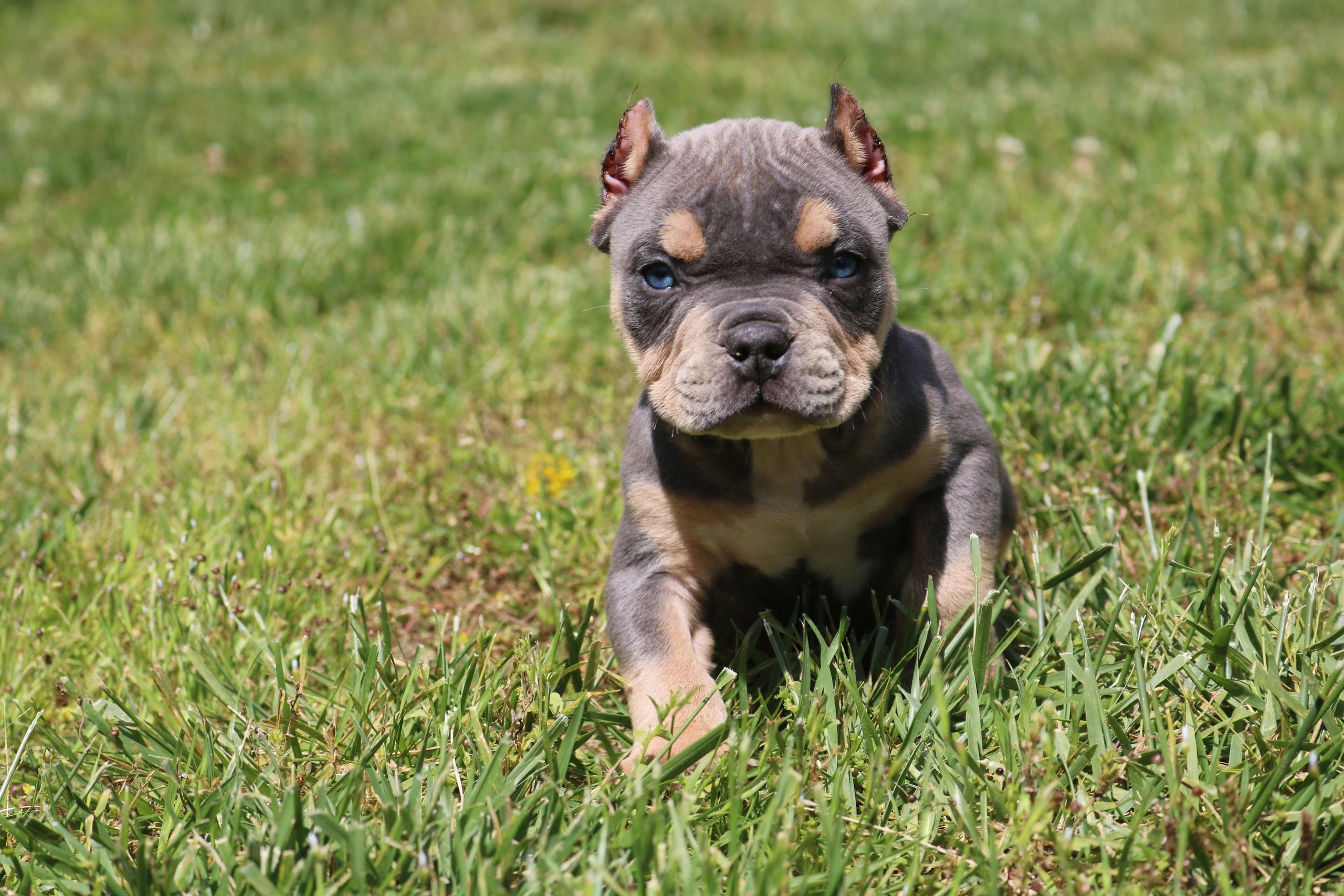 american bully puppies for sale