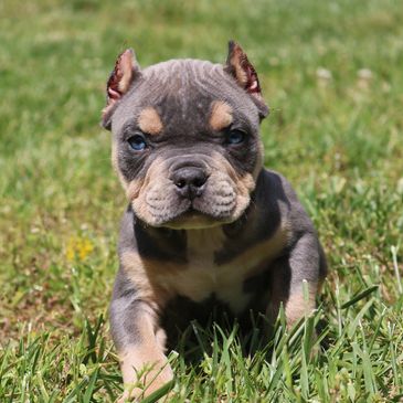 43 HQ Pictures Tri Color Bully Puppies / Stuntlinebullycamp American Bully Kennel Bully Kennel Tri Color Pitbull