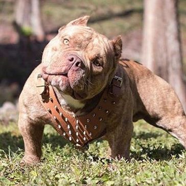 Exotic Bully 