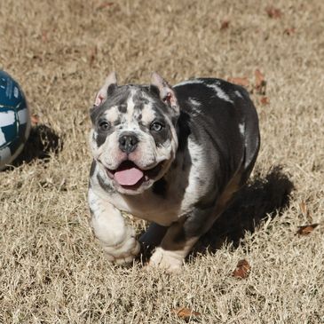 X'clusive Pocket BULLY Kennel