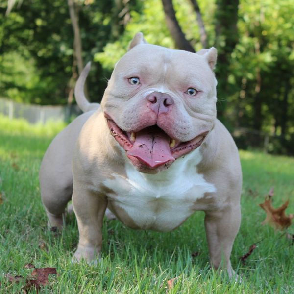 X'clusive Pocket BULLY Kennel