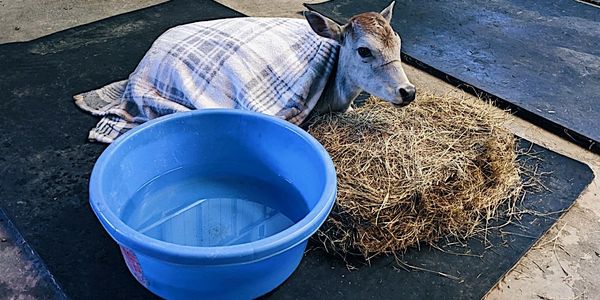 Calf in veterinary clinic