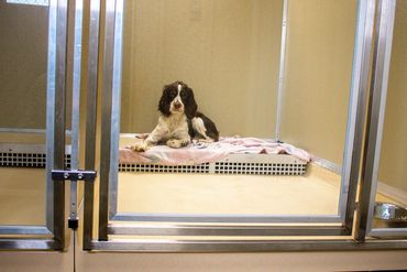 Dog relaxing in kennel.