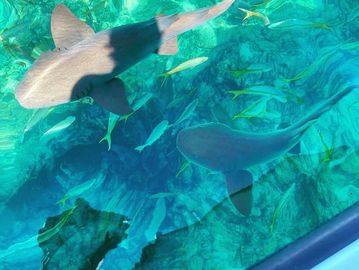 shark yellowtail snapper florida keys - Big Pine Fishing Charters