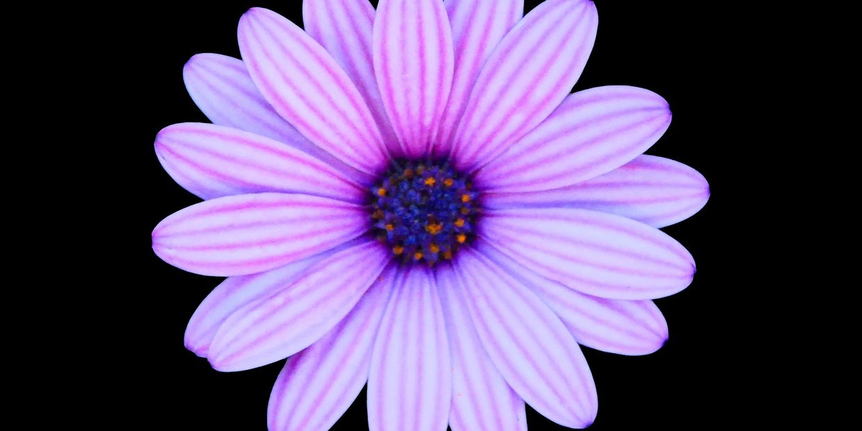 Close-up of a vibrant purple daisy with detailed petals against a black background.