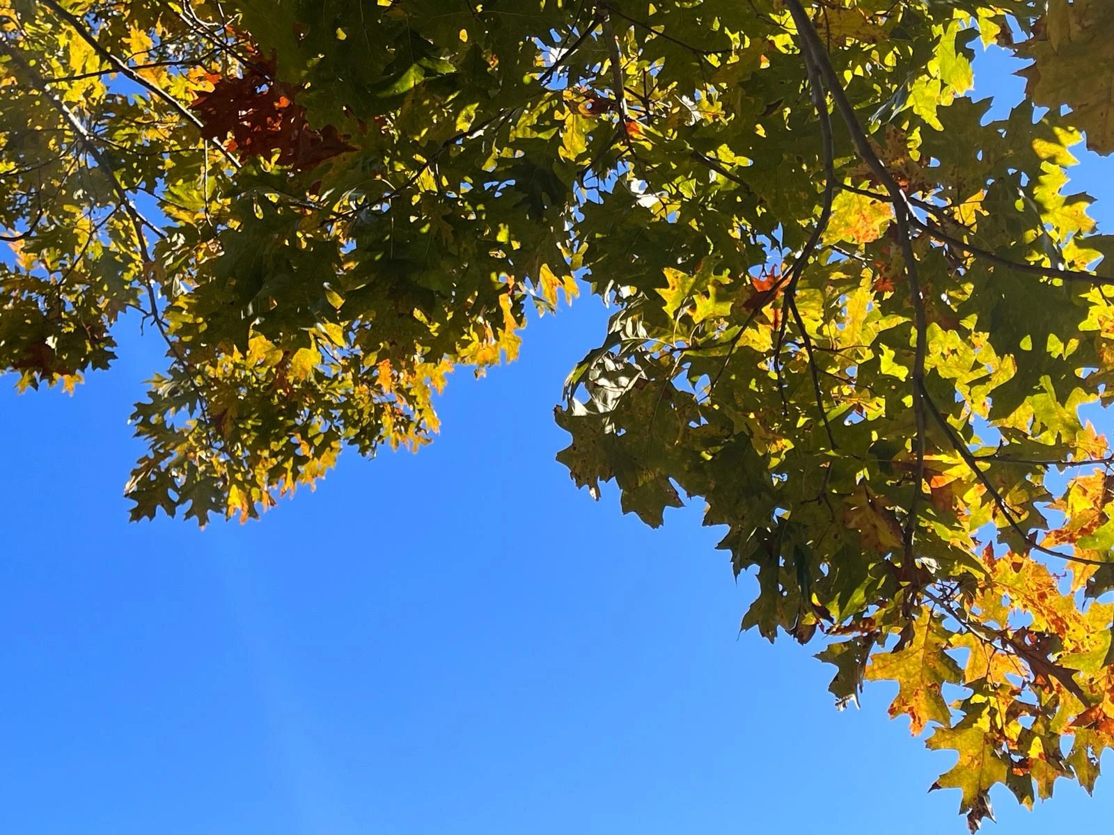 a tree with leaves and blue sky