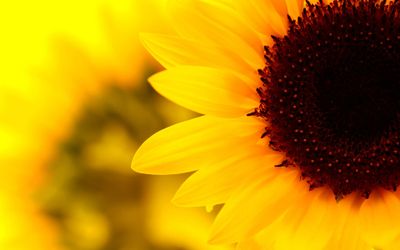 Sun flower near Prairie Chiropractic.