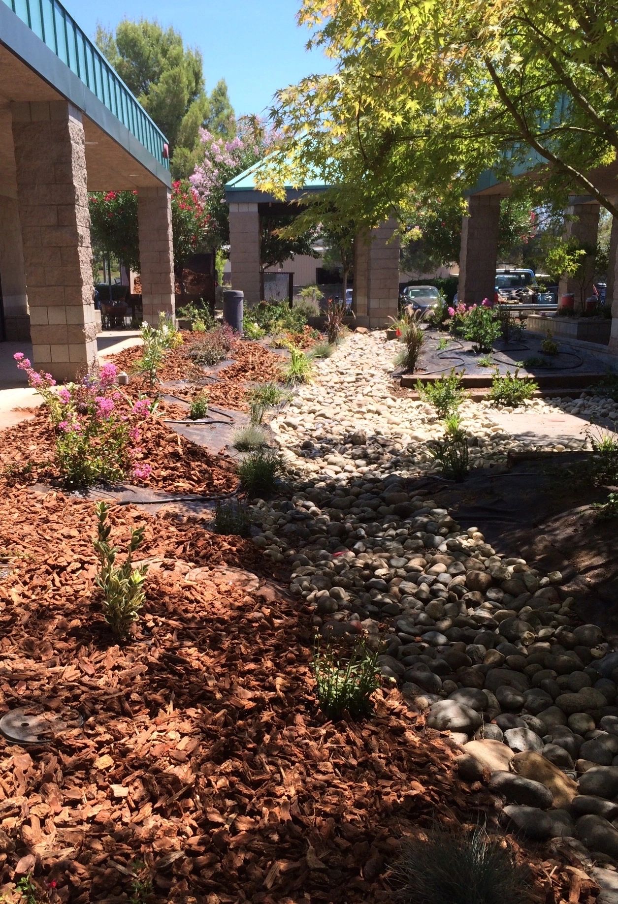 Landscape installation in Auburn, CA