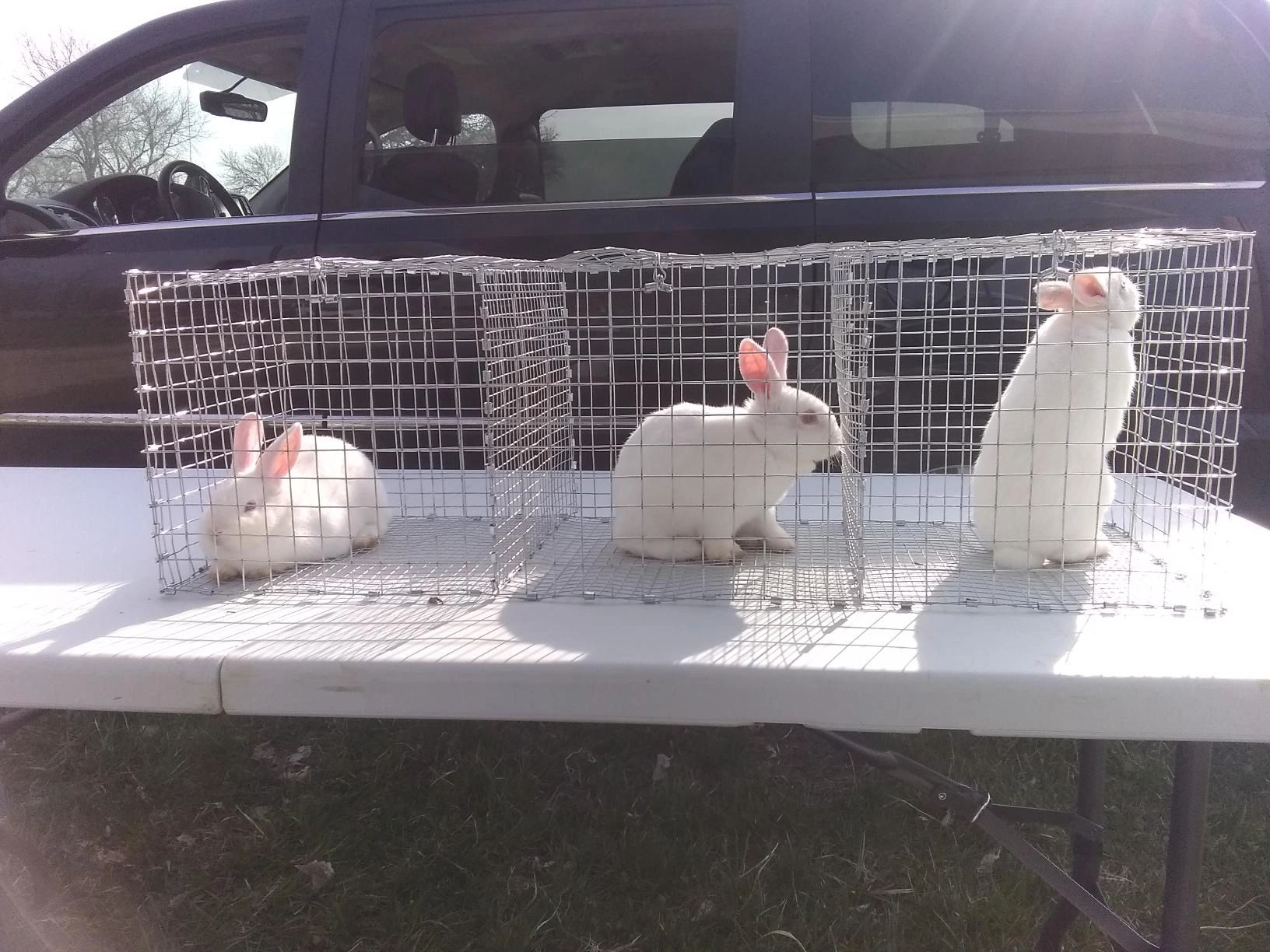 How to Build Your Own Rabbit or Chicken Travel Cage