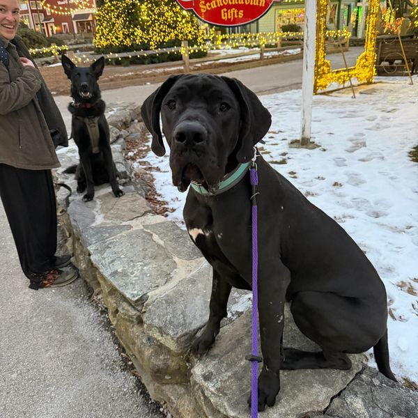 Two large black dogs sitting on stone with holiday decorations.