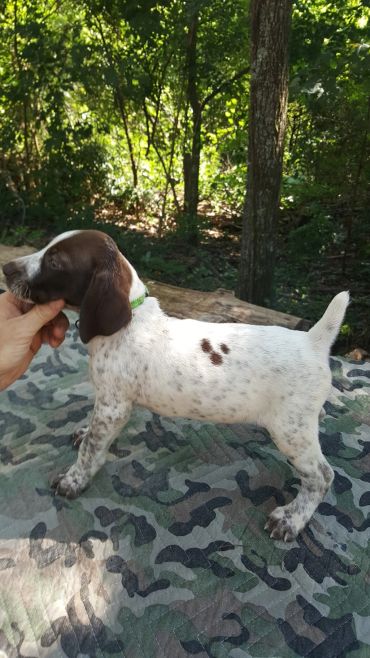 A spotted puppy standing outside on a camo blanket.