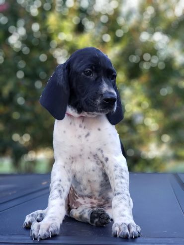 A black and white puppy sitting outdoors with a blurred green background.