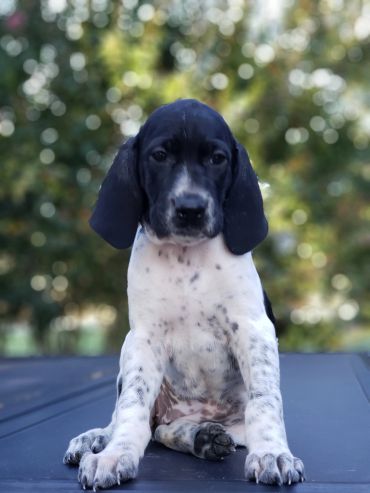 A black and white puppy sitting outdoors with a blurred green background.