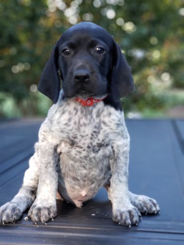 A black and white puppy sitting outdoors on a surface.