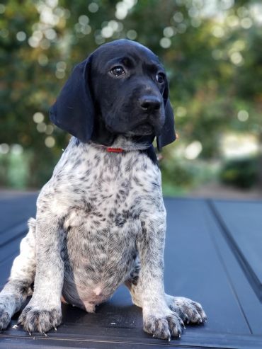 A black and white puppy sitting outdoors with a curious expression.