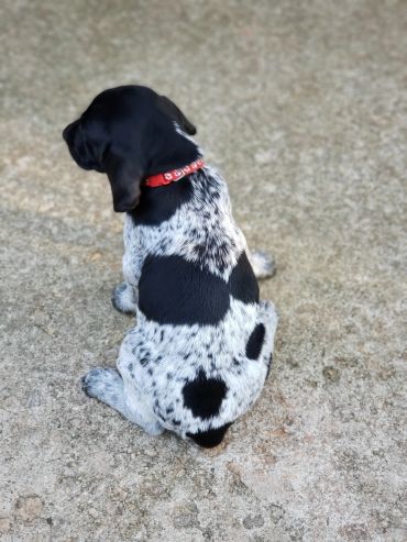 Puppy with a black and white spotted coat sitting on a concrete floor.
