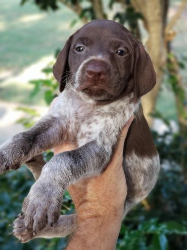 A brown and white puppy being held up outdoors.