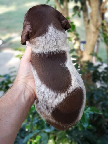 Hand holding a small brown and white puppy with unique fur patterns.