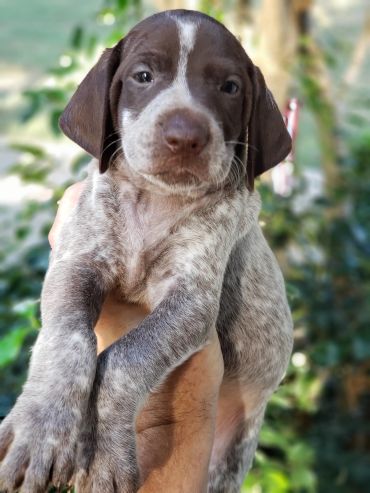 Close-up of a brown and white puppy being held outdoors.
