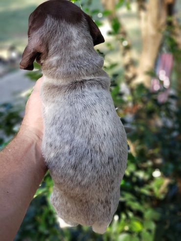 Person holding a small puppy with a speckled coat outdoors.