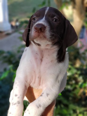 A cute brown and white puppy being held up outdoors.