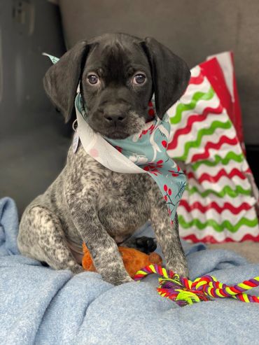 Cute puppy wearing a festive bandana sitting on a blue blanket with toys.