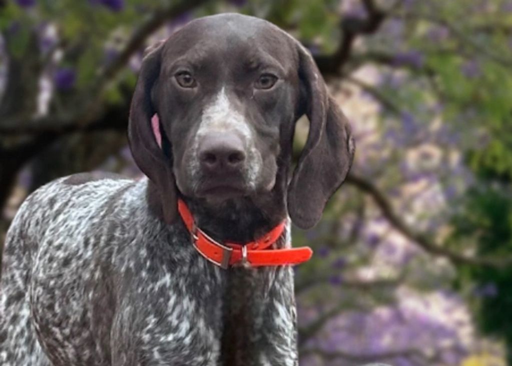 Ms.Apple Rose- Liver Roan 42 lbs