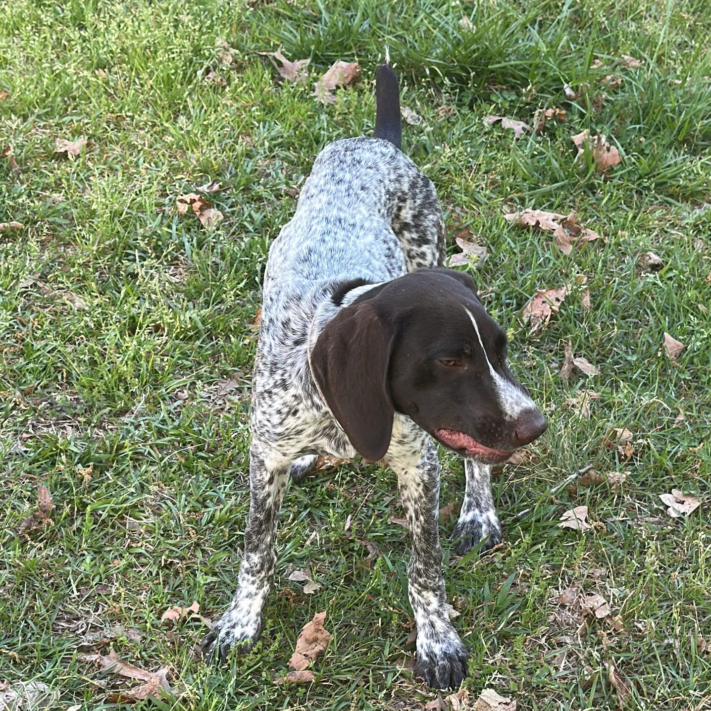 Spot Radar is a young energetic, funny, willing to play all day.
4 months old, ready for a new home.
