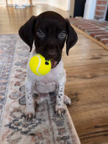 A puppy holding a yellow tennis ball in its mouth.
