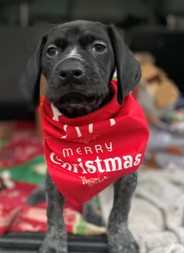 Black puppy wearing a red Christmas bandana.