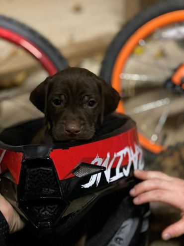 A small brown puppy sitting inside a red and black helmet.
