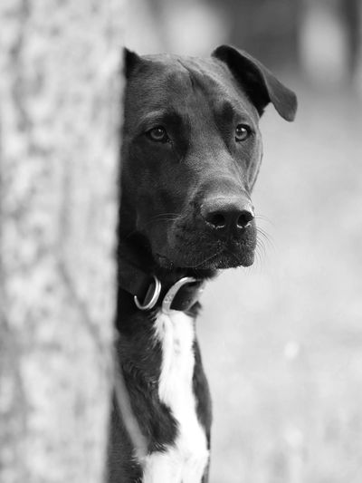 A large black and white dog looking out from behind a tree