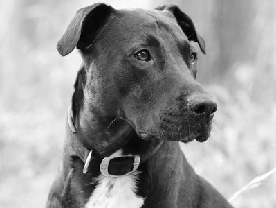 A large black and white dog looking at something off camera