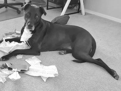 A large black and white dog lying amongst torn pieces of paper