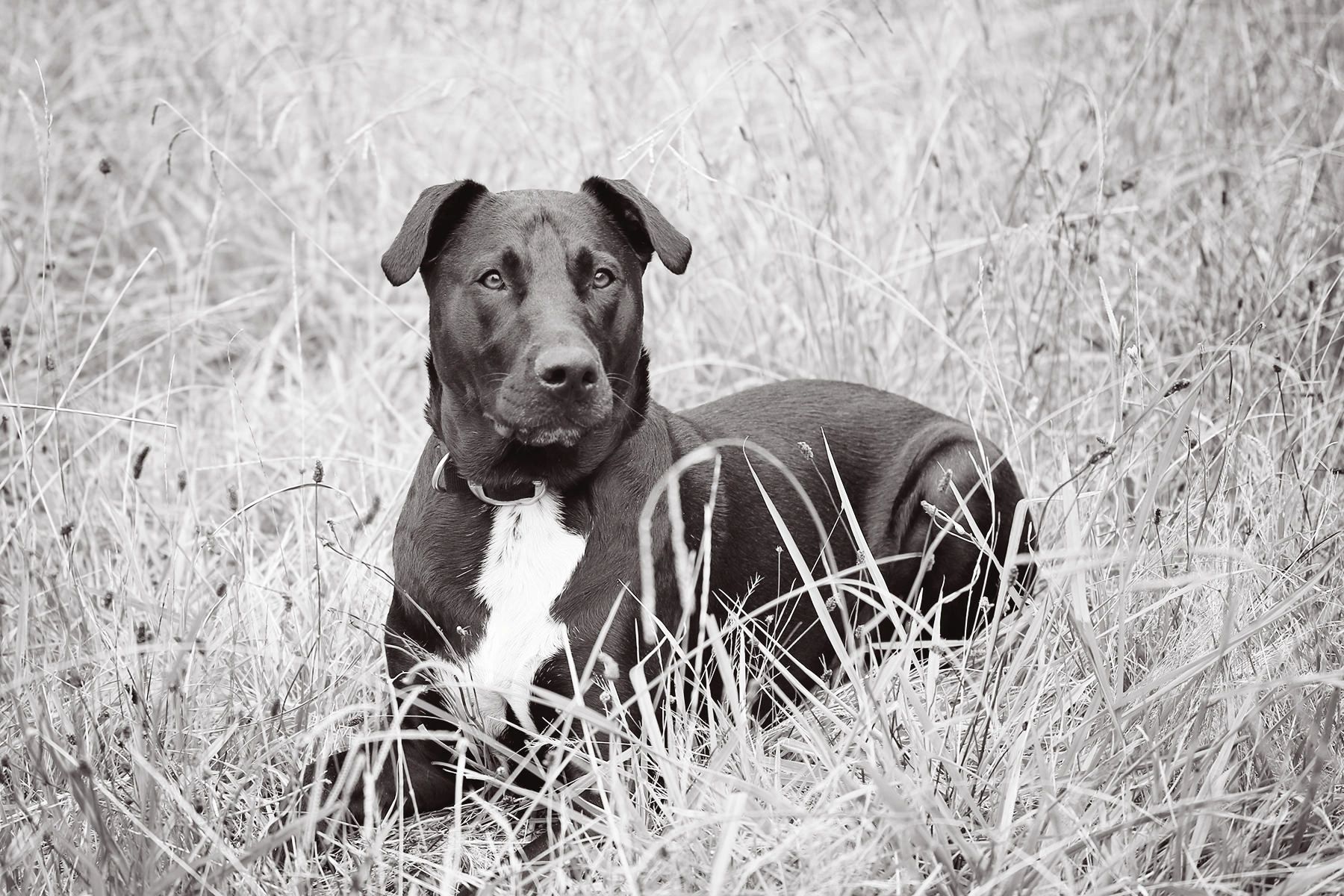 A large black and white dog sitting in long grass.