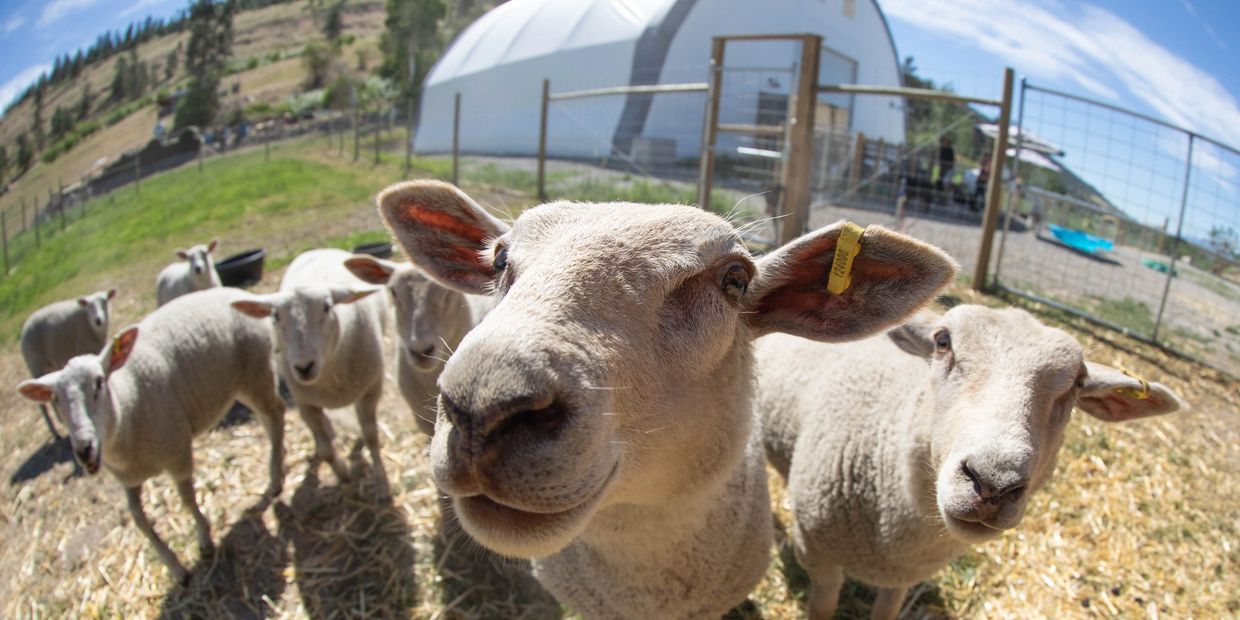 Close-up of curious sheep gathered in a sunny fenced farm area.