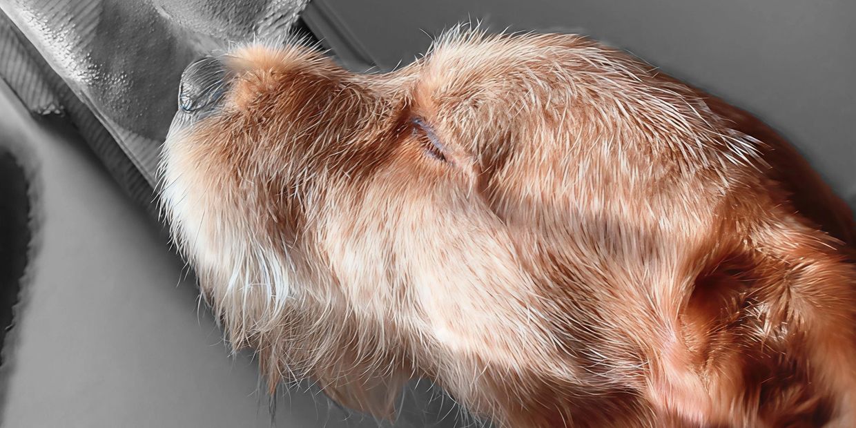 Golden retriever sniffing near a curtain in a black-and-white room.