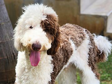 Fluffy brown and white dog with tongue out standing on grass.